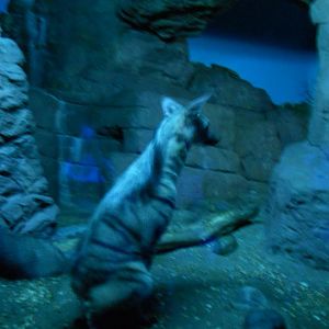 Night Hunters- 1 of 2 of the only Aardwolves at the zoo and in the country