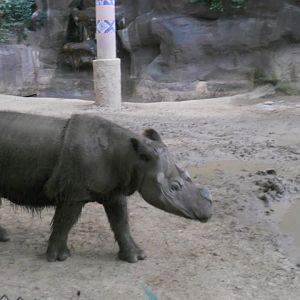 Wildlife Canyon- Suci, the only female Sumatran Rhino on display outside of