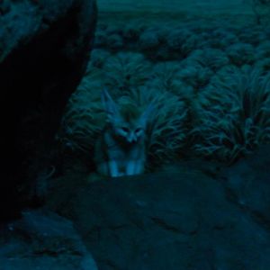Night Hunters- Fennec fox