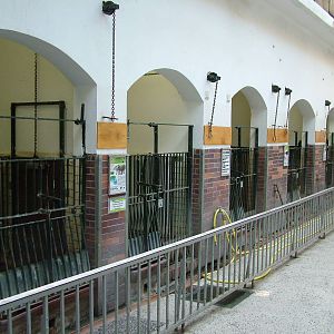 Swine House Interior at Berlin Zoo, 31/08/11