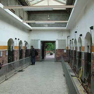 Swine House Interior at Berlin Zoo, 31/08/11