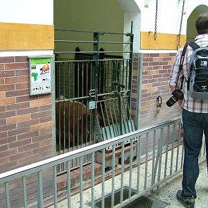 Swine House Interior at Berlin Zoo, 31/08/11