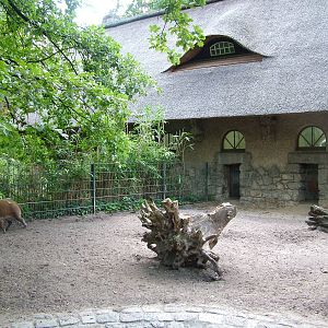Swine House at Berlin Zoo, 31/08/11
