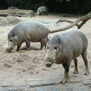 Bornean Bearded Pigs at Berlin Zoo, 31/08/11