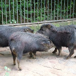 White-lipped Peccaries at Berlin Zoo, 31/08/11