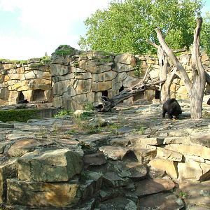 Bear Exhibits at Berlin Zoo, 31/08/11
