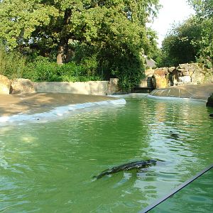 Pinniped Exhibits at Berlin Zoo, 31/08/11