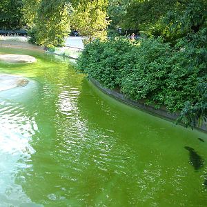 Pinniped Exhibits at Berlin Zoo, 31/08/11