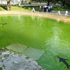 Pinniped Exhibits at Berlin Zoo, 31/08/11