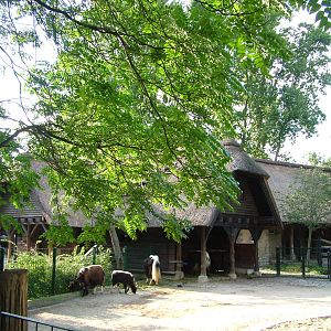 Asian Cattle House at Berlin Zoo, 31/08/11