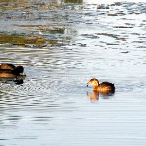 American Coots and Pied-billed Grebe