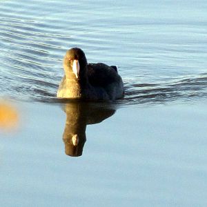 American Coot