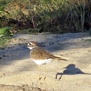 Killdeer