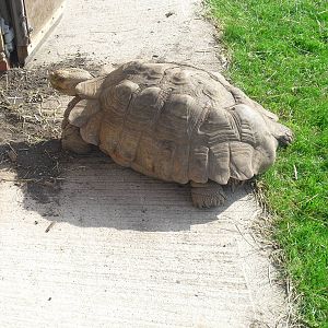 African Spurred Tortoise - 01/10/2011