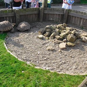 Tortoise Enclosure - 01/10/2011