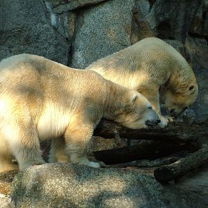 Polar Bears at Berlin Zoo, 31/08/11