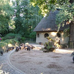Swine House at Berlin Zoo, 31/08/11