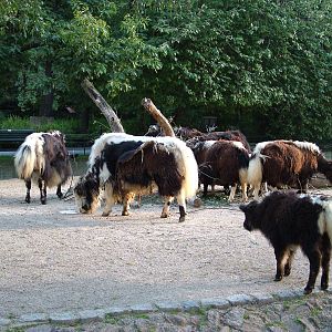 Hornless Yaks at Berlin Zoo, 31/08/11