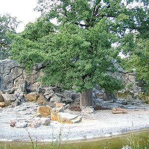 Goat Exhibits at Berlin Zoo, 31/08/11