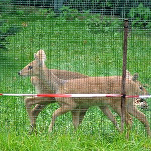 Chinese Water Deer at Berlin Zoo, 05/09/11