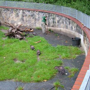 Porcupines and Keeper at Berlin Zoo, 05/09/11