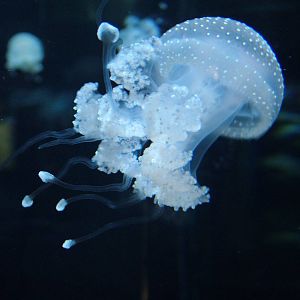 Spotted Jellyfish at Berlin Zoo Aquarium, 31/08/11