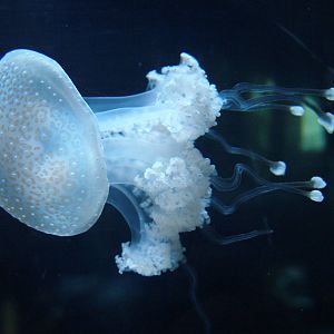 Spotted Jellyfish at Berlin Zoo Aquarium, 31/08/11