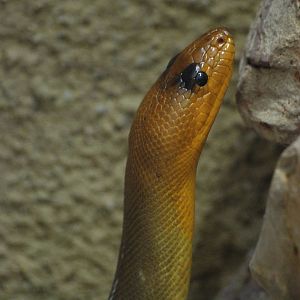 Woma at Berlin Zoo Aquarium, 31/08/11