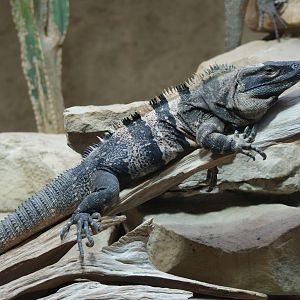 Black Spiny-tailed Iguana at Berlin Zoo Aquarium, 31/08/11