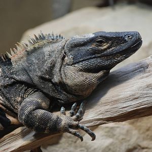 Black Spiny-tailed Iguana at Berlin Zoo Aquarium, 31/08/11