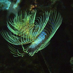 Fan Worm at Berlin Zoo Aquarium, 31/08/11
