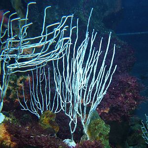 White Gorgonian at Berlin Zoo Aquarium, 31/08/11