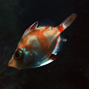 Boarfish at Berlin Zoo Aquarium, 31/08/11