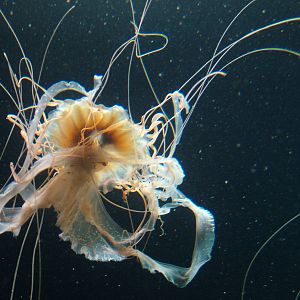 Northern Sea Nettle at Berlin Zoo Aquarium, 31/08/11
