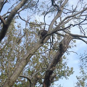 North American Porcupine - 01/10/2011