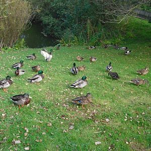 Waterfowl - 01/10/2011