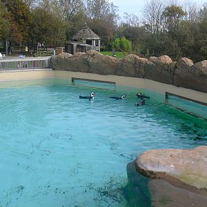 Penguin Pool - 01/10/2011