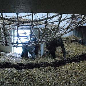 Gorilla Indoor Exhibit - 01/10/2011
