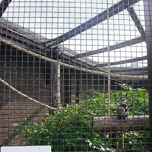 Mixed Bearded Emperor Tamarin/White-faced Saki Enclosure - 01/10/2011