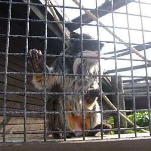 Bearded Emperor Tamarins - 01/10/2011