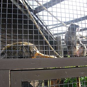 Bearded Emperor Tamarins - 01/10/2011