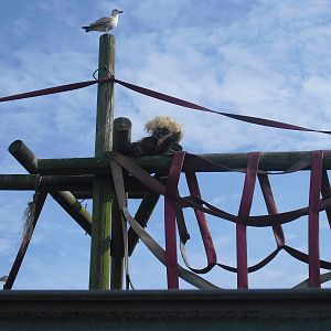 Orangutan - 01/10/2011