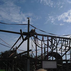 Orangutan Enclosure - 01/10/2011