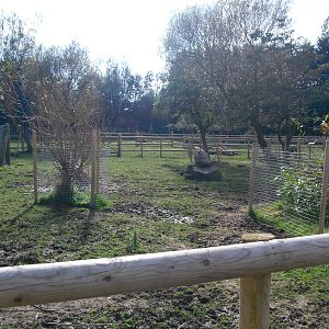 Alpaca Paddock - 01/10/2011