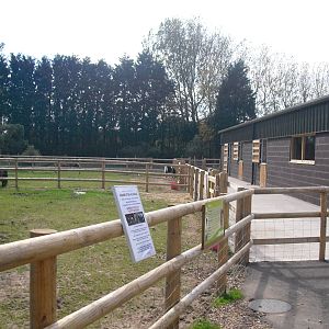 Alpaca Paddock - 01/10/2011
