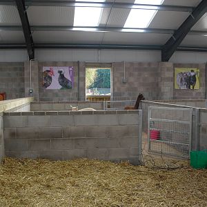 Alpacas - 01/10/2011