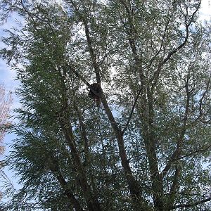 Red Panda in the trees, 01/10/2011