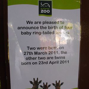 Ring-tailed Lemur Birth - 01/10/2011