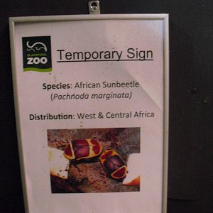 Temporary Sign within the Elephant House - 01/10/2011