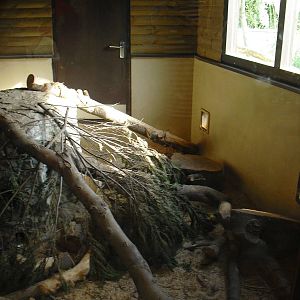 Meerkat Indoor Enclosure - 01/10/2011